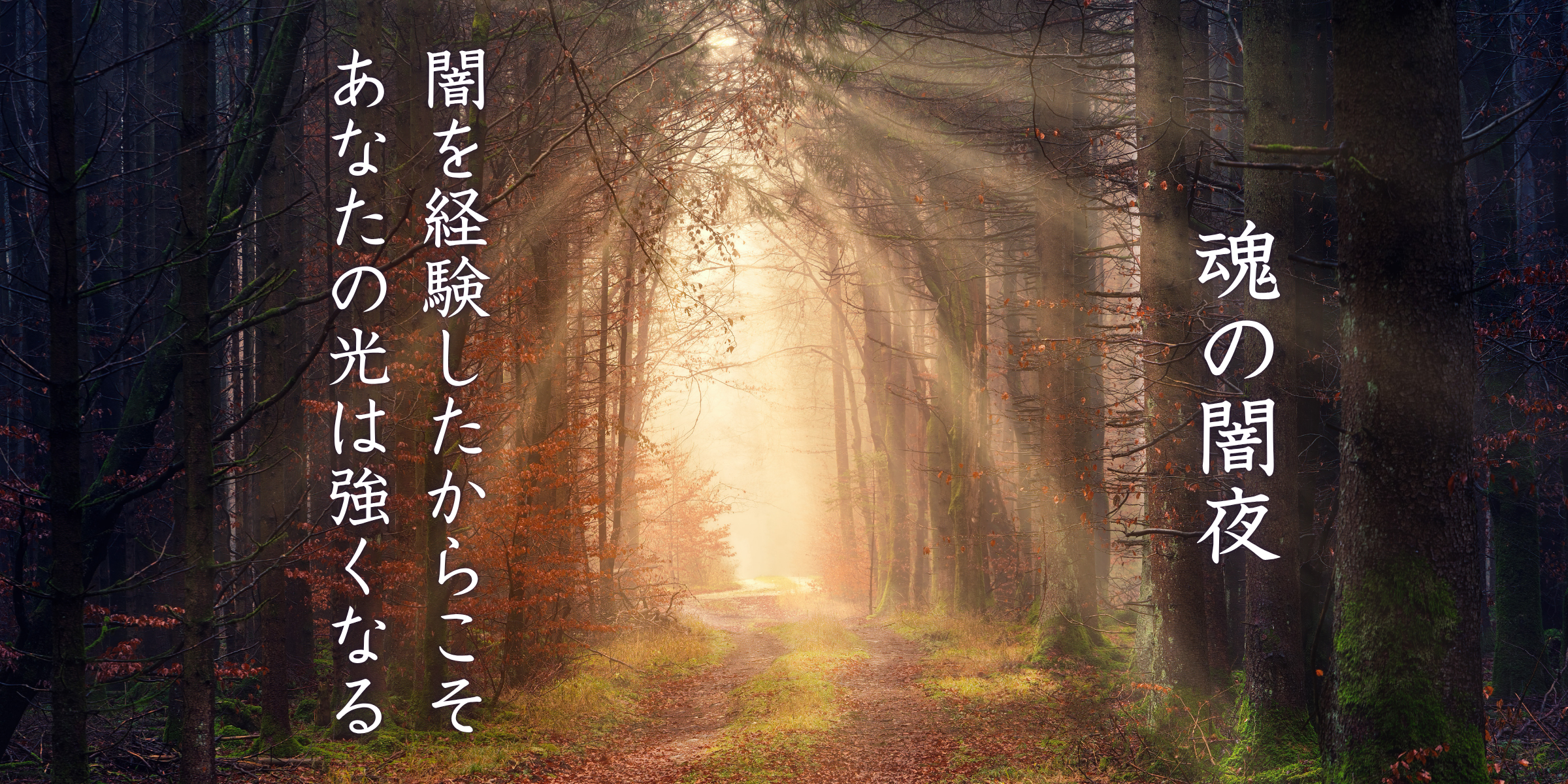 森の中に差し込む光と影の写真。光と影の法則と生命構造を象徴するイメージ。